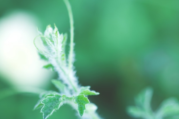 El árbol deja el bokeh para el fondo de la naturaleza y ahorra el concepto verde, el foco abstracto, suave y de la falta de definición