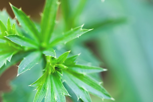 El árbol deja el bokeh para el fondo de la naturaleza y ahorra concepto verde