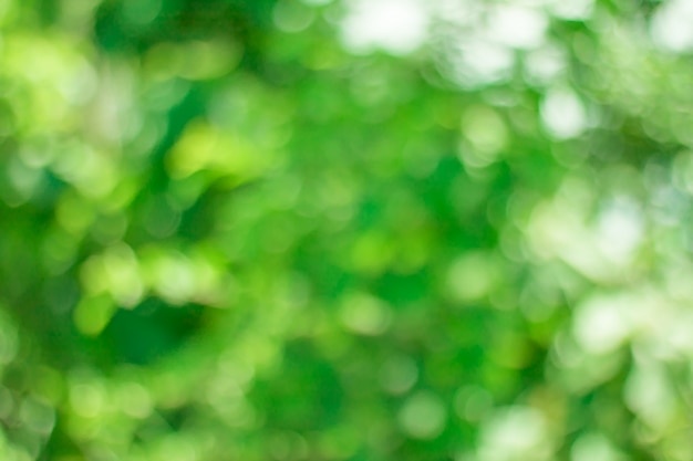 Foto Árbol deja bokeh para fondo de naturaleza y guardar concepto verde