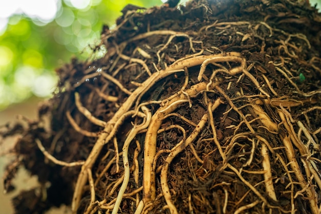 Foto Árbol desgarrado con raíces debajo de la tierra