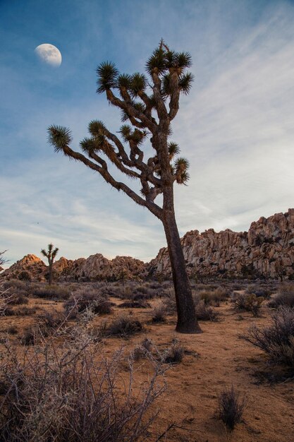 Foto Árbol en el desierto contra el cielo