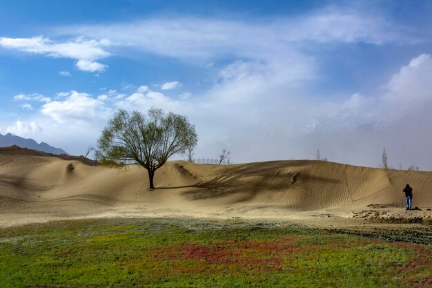 Un árbol en el desierto