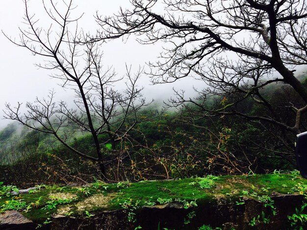 Foto Árbol desnudo en el bosque