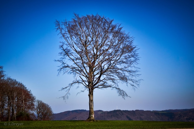 Foto Árbol desnudo en el campo contra el cielo azul claro