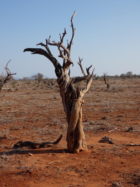 Foto Árbol desnudo en el campo contra un cielo despejado