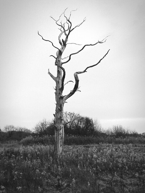 Foto Árbol desnudo en el campo contra un cielo despejado