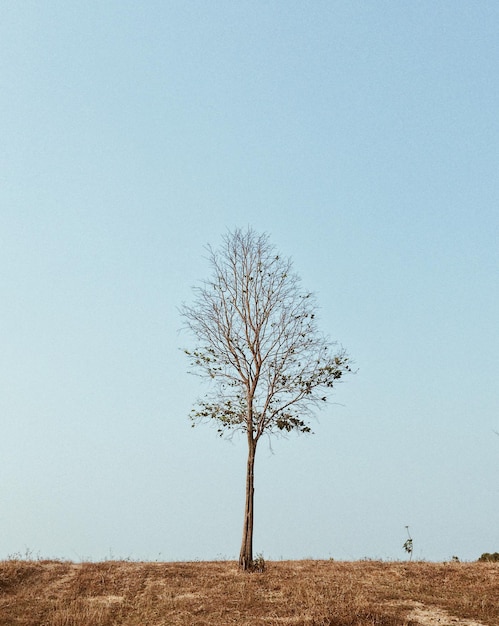 Foto Árbol desnudo en el campo contra un cielo despejado