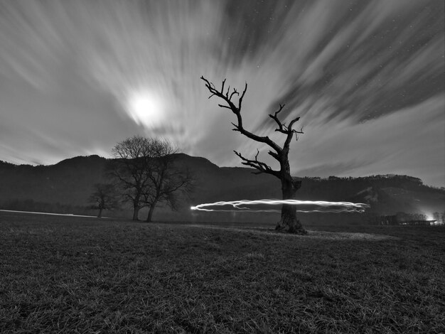 Foto Árbol desnudo en el campo contra el cielo iluminado por la luna