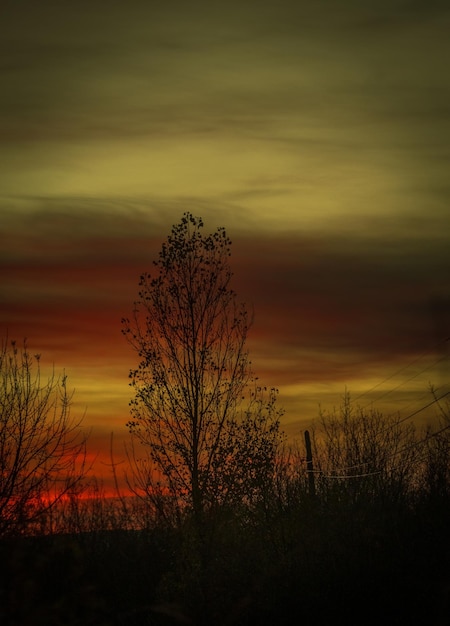 Foto Árbol desnudo en el campo contra el cielo durante la puesta del sol