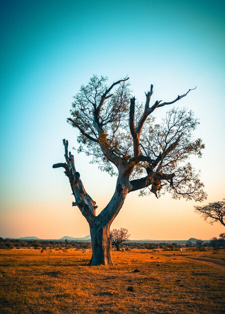 Foto Árbol desnudo en el campo contra el cielo durante la puesta del sol