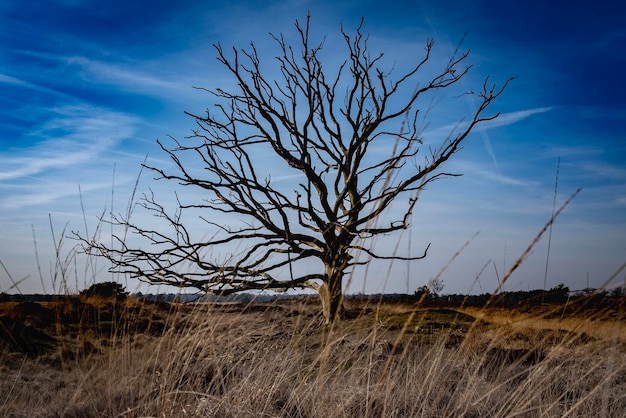 Árbol desnudo en el campo contra el cielo