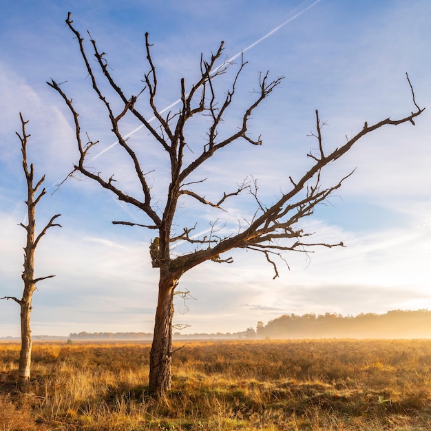 Árbol desnudo en el campo contra el cielo