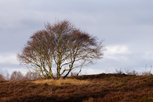 Árbol desnudo en el campo contra el cielo
