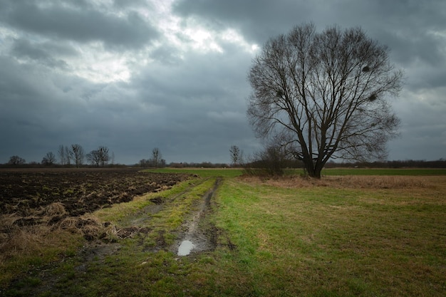 Árbol desnudo en el campo contra el cielo
