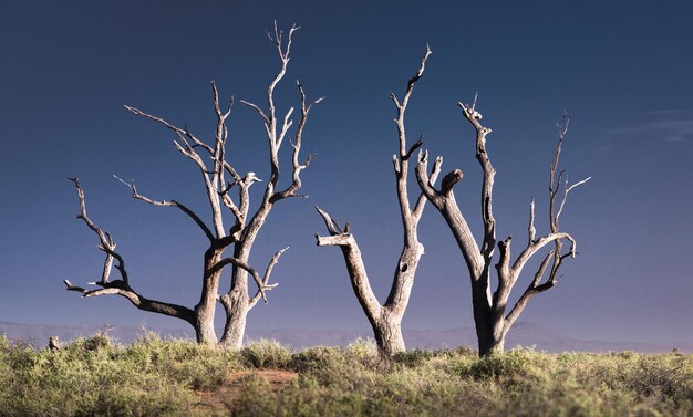 Árbol desnudo en el campo contra el cielo