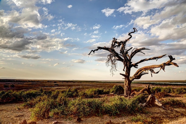 Árbol desnudo en el campo contra el cielo