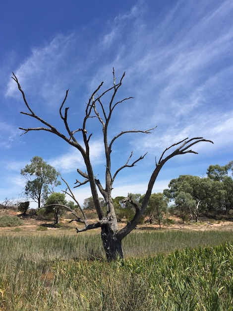 Árbol desnudo en el campo contra el cielo