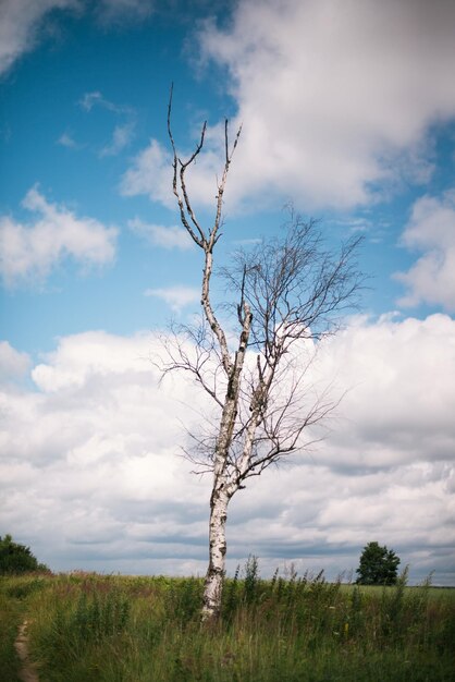 Foto Árbol desnudo en el campo contra el cielo