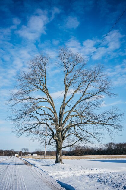 Foto Árbol desnudo en el campo cubierto de nieve contra el cielo