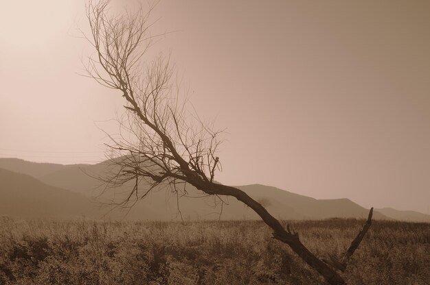 Foto Árbol desnudo en un campo de hierba contra un cielo despejado