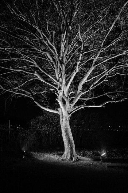 Árbol desnudo en el campo por la noche