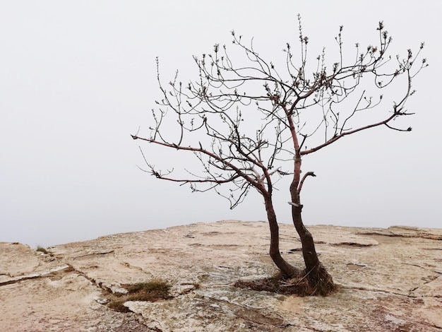 Foto Árbol desnudo contra el cielo despejado