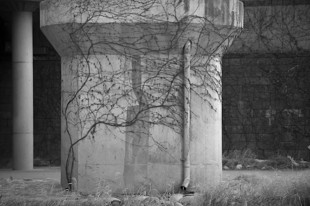 Árbol desnudo contra estructura construida