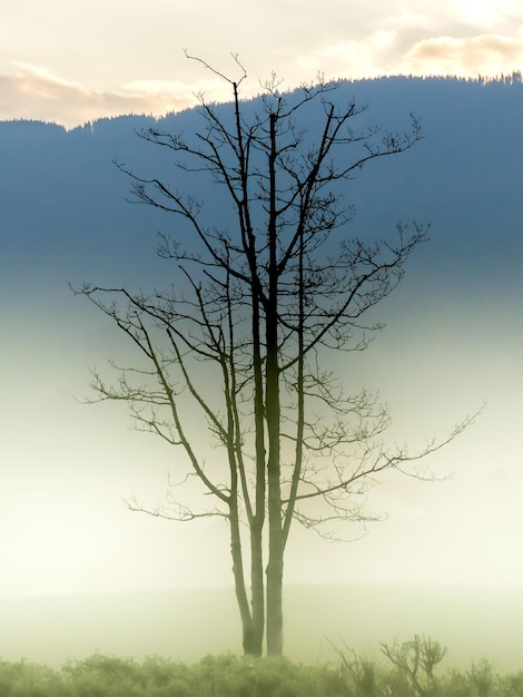 Árbol desnudo contra la montaña