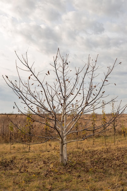 Foto un árbol desnudo con hojas caídas en un día de otoño paisaje de otoño vertical