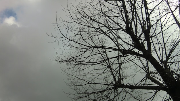 Foto Árbol desnudo durante el invierno tomada desde abajo con un cielo nublado y lúgubre