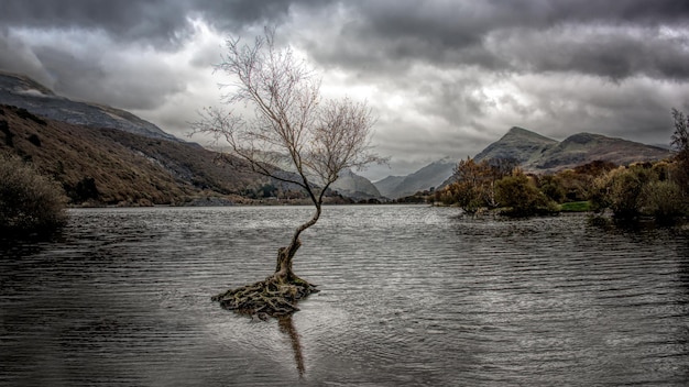 Árbol desnudo junto al lago contra el cielo