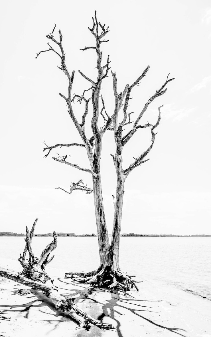 Foto árbol desnudo por el mar contra el cielo