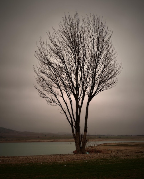 Foto Árbol desnudo en la orilla del río contra el cielo durante la puesta de sol