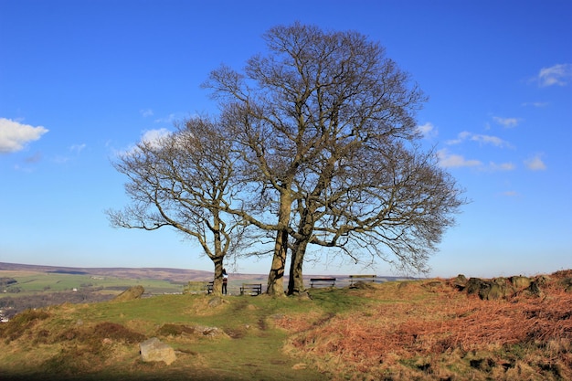 Árbol desnudo en el paisaje contra el cielo azul