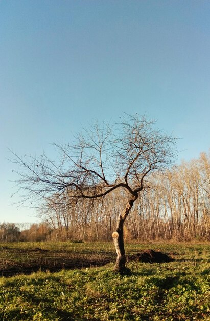 Foto Árbol desnudo en el paisaje contra el cielo despejado