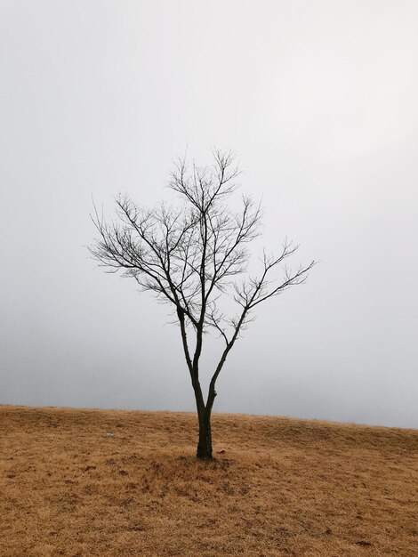 Árbol desnudo en el paisaje contra el cielo despejado