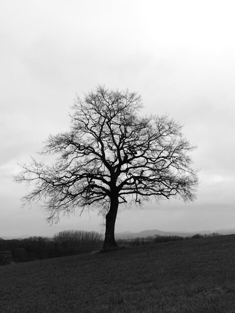 Árbol desnudo en el paisaje contra el cielo