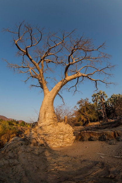 Foto Árbol desnudo en el paisaje contra el cielo