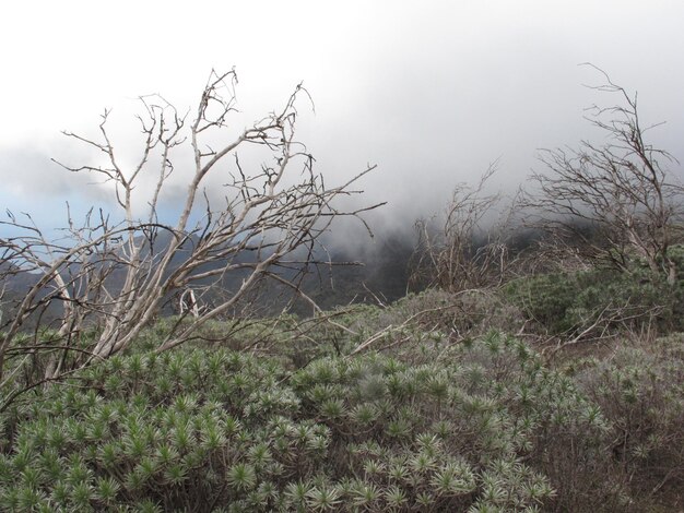 Foto Árbol desnudo en el paisaje contra el cielo