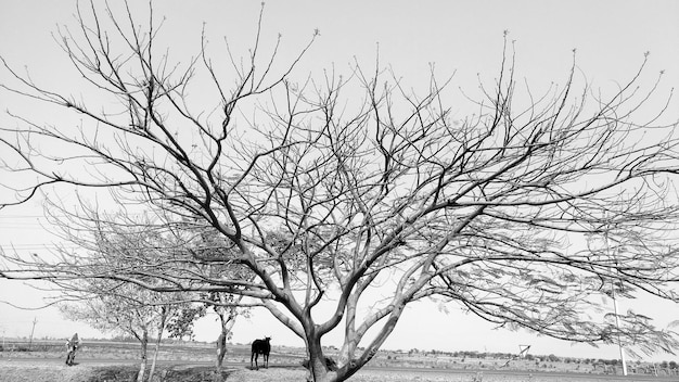 Foto Árbol desnudo por las plantas contra el cielo