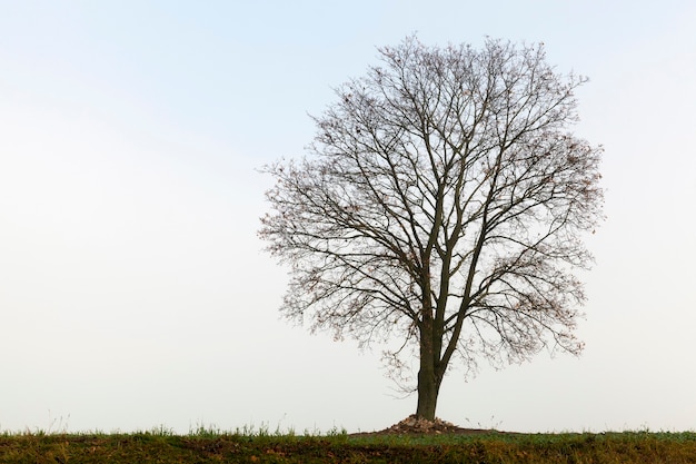 Foto Árbol desnudo que crece en una colina. cielo azul, la temporada de otoño. de cerca