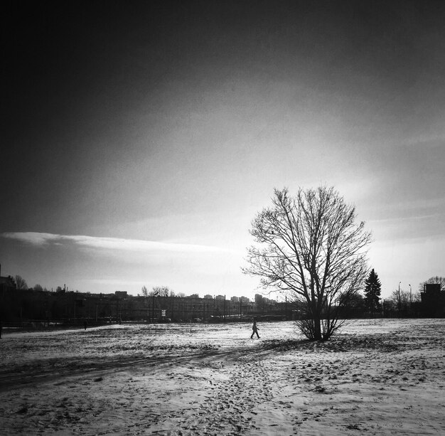 Foto Árbol desnudo solitario en el paisaje contra el cielo