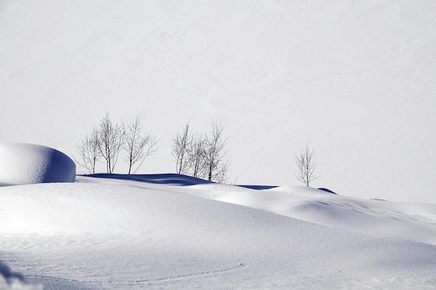 Árbol desnudo en tierra cubierta de nieve contra el cielo