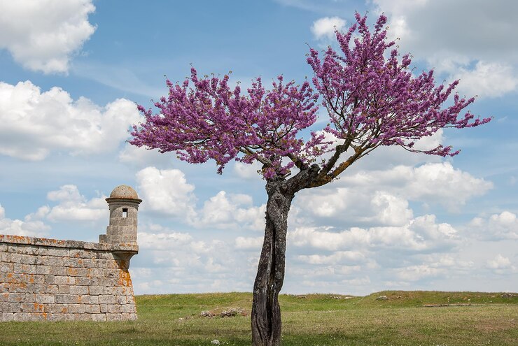 Foto arbol en flor en el castillo