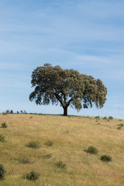 Foto Árbol de encina solitario