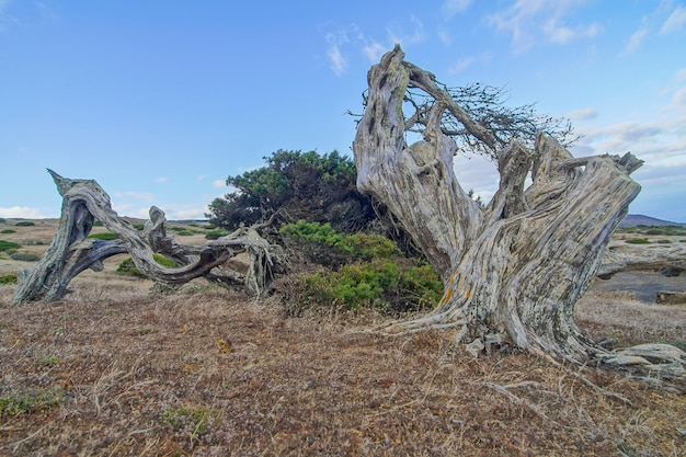 Foto el árbol de enebro enroscado moldeado por el viento