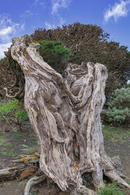 Foto Árbol de enebro fenicio juniperus phoenicea canariensis isla de el hierro islas canarias