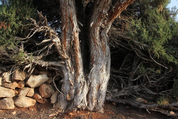 árbol de enebro