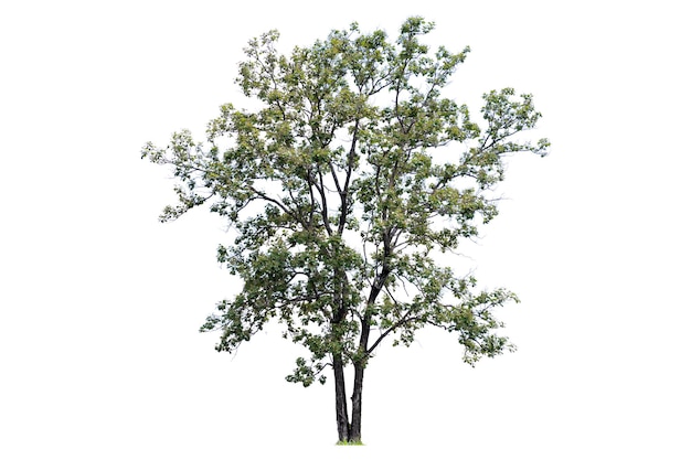 El árbol es lo más importante en el mundo Producción de oxígeno Control de temperatura Equilibrio con la naturaleza Hermoso Cuttack Aislado sobre fondo blanco