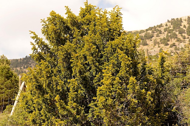 Foto un árbol es una planta con un tallo leñoso que se ramifica a cierta altura del suelo.